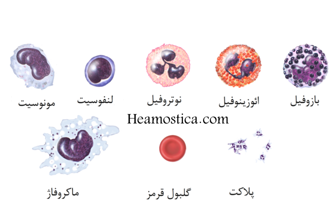 سلول های خونی