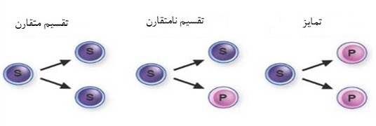 تقسیم سلول بنیادی