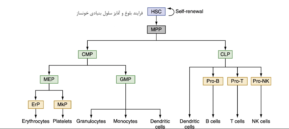 فرایند بلوغ و تمایز سلول بنیادی خونساز
