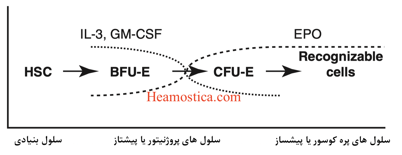 فرایند بلوغ گلبول های قرمز