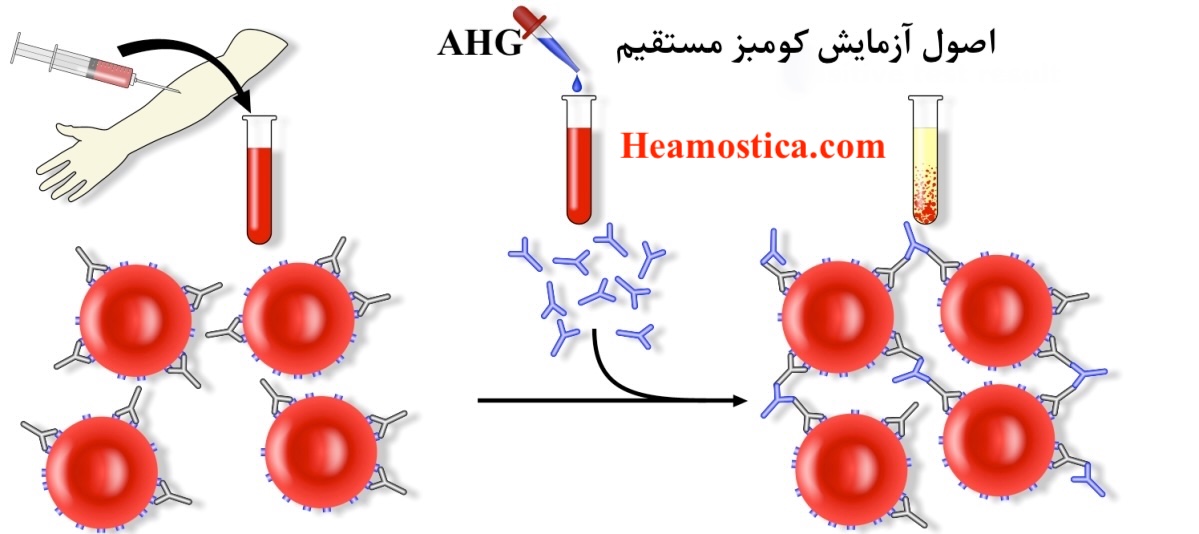 روش انجام آزمایش کومبز مستقیم