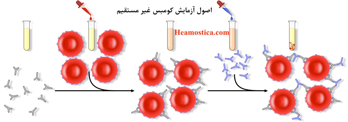 روش انحام آزمایش کومبس غیر مستقیم
