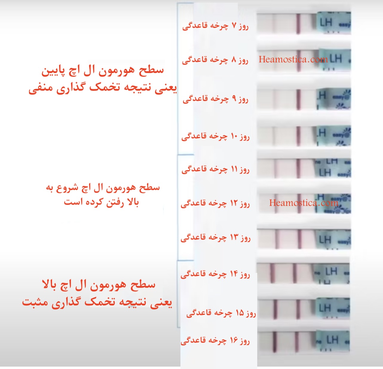 عکس نتیجه مثبت کیت تخمک گذاری