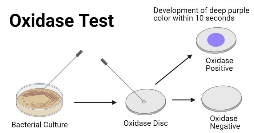 کنترل کیفی تست اکسیداز