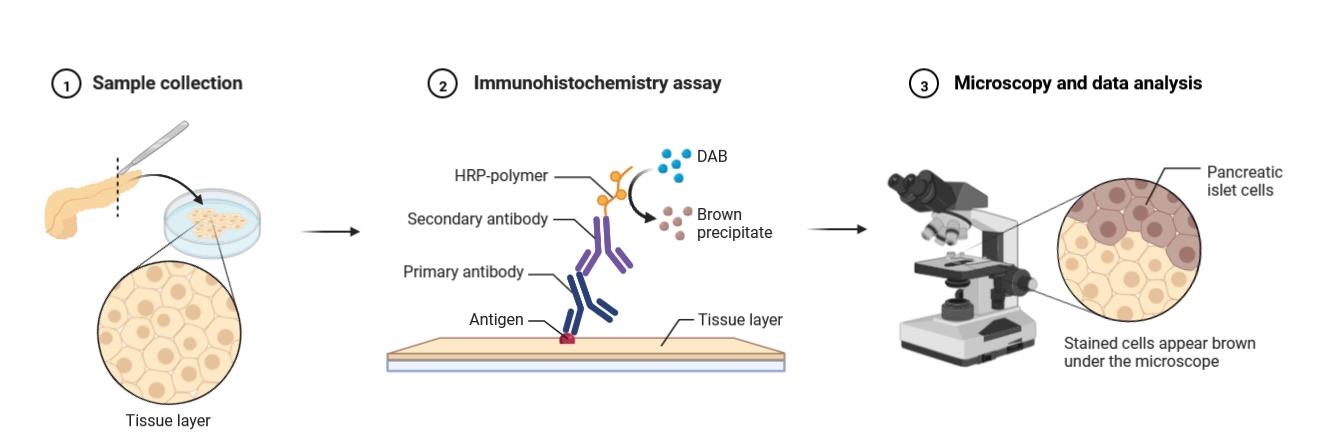 رنگ آمیزی ایمونوهیستوشیمی