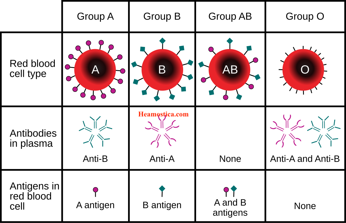 روش انجام سل تایپ و بک تایپ