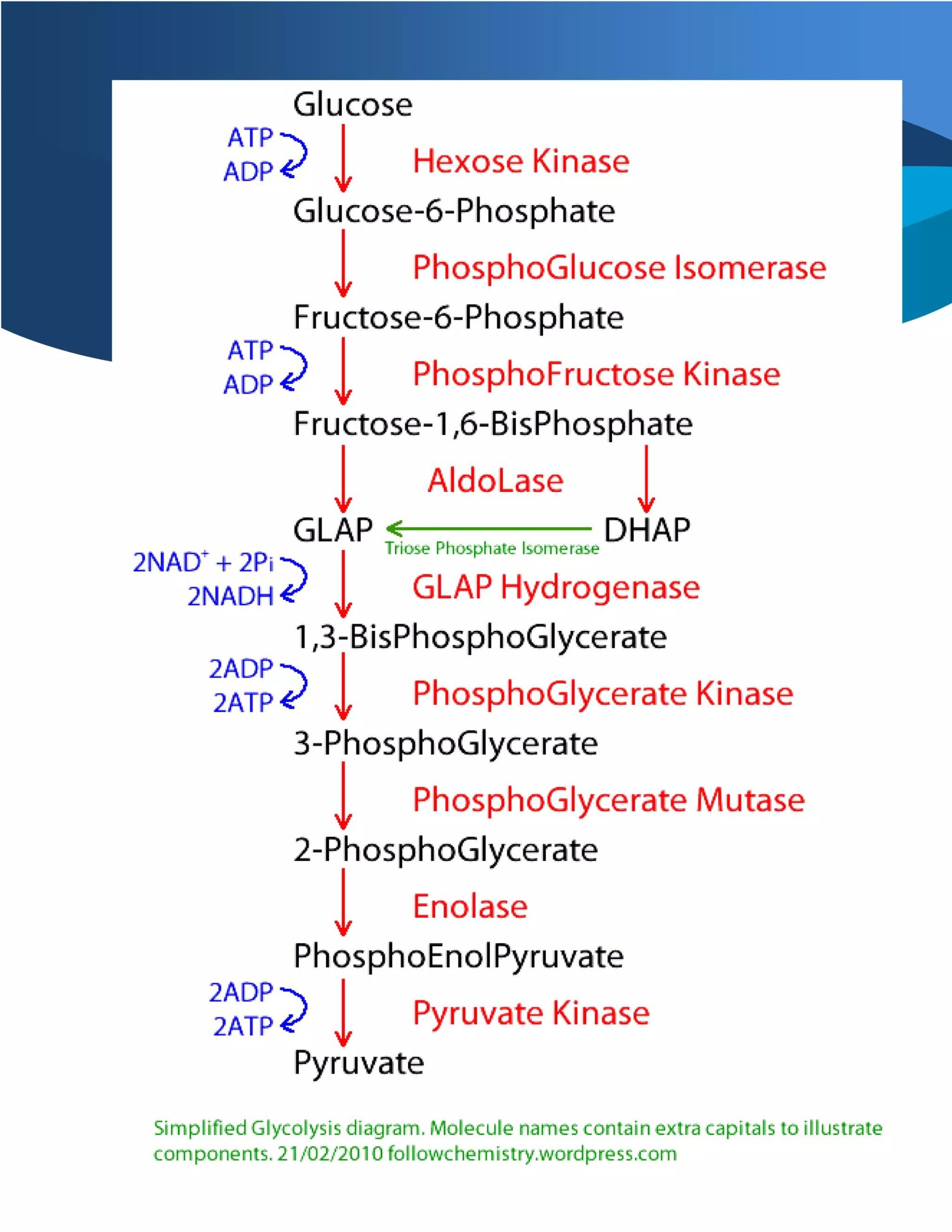 مسیر گلیکولیز