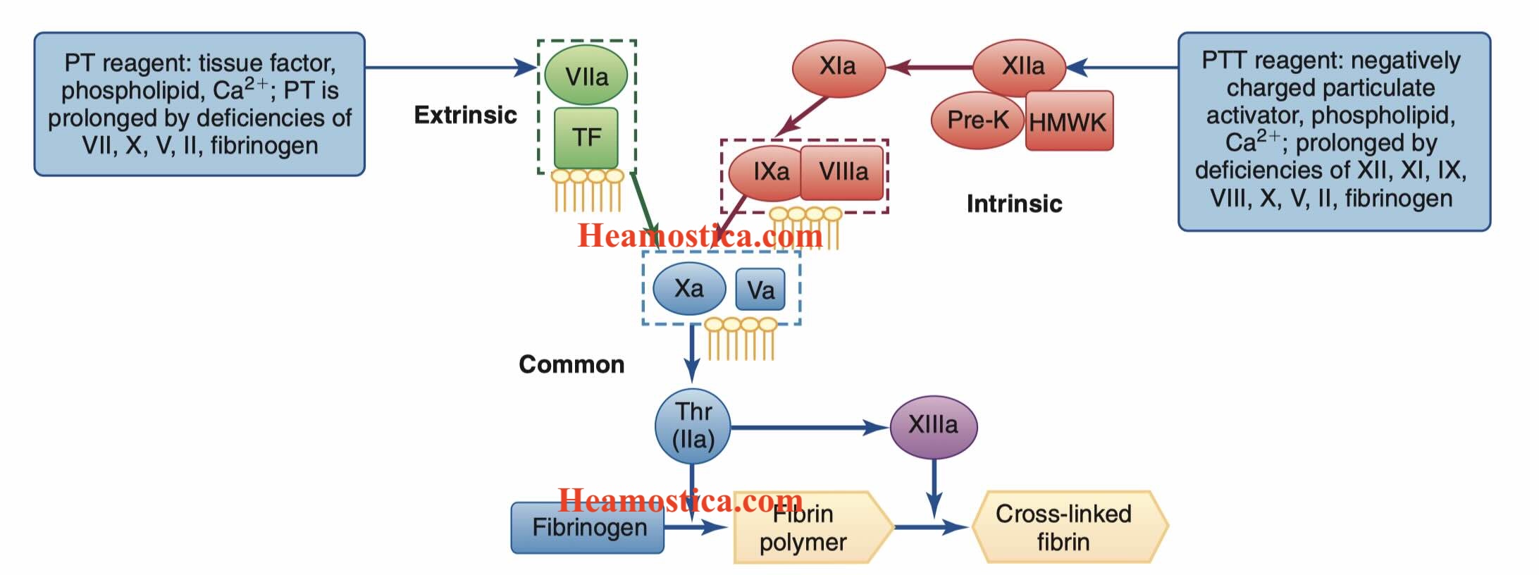 روش انجام تست PT و PTT