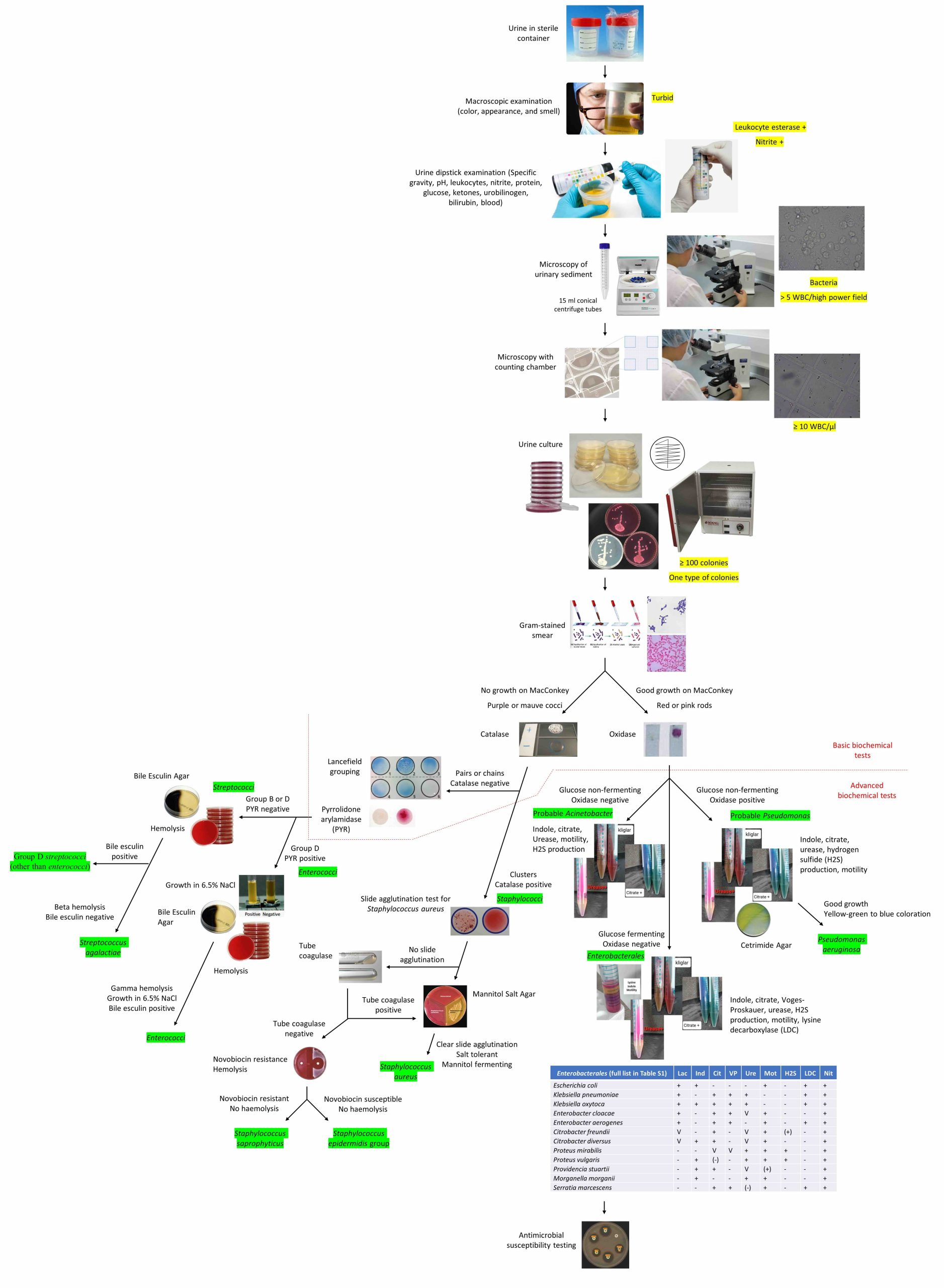 رویکرد تشخیصی به کشت مثبت ادرار