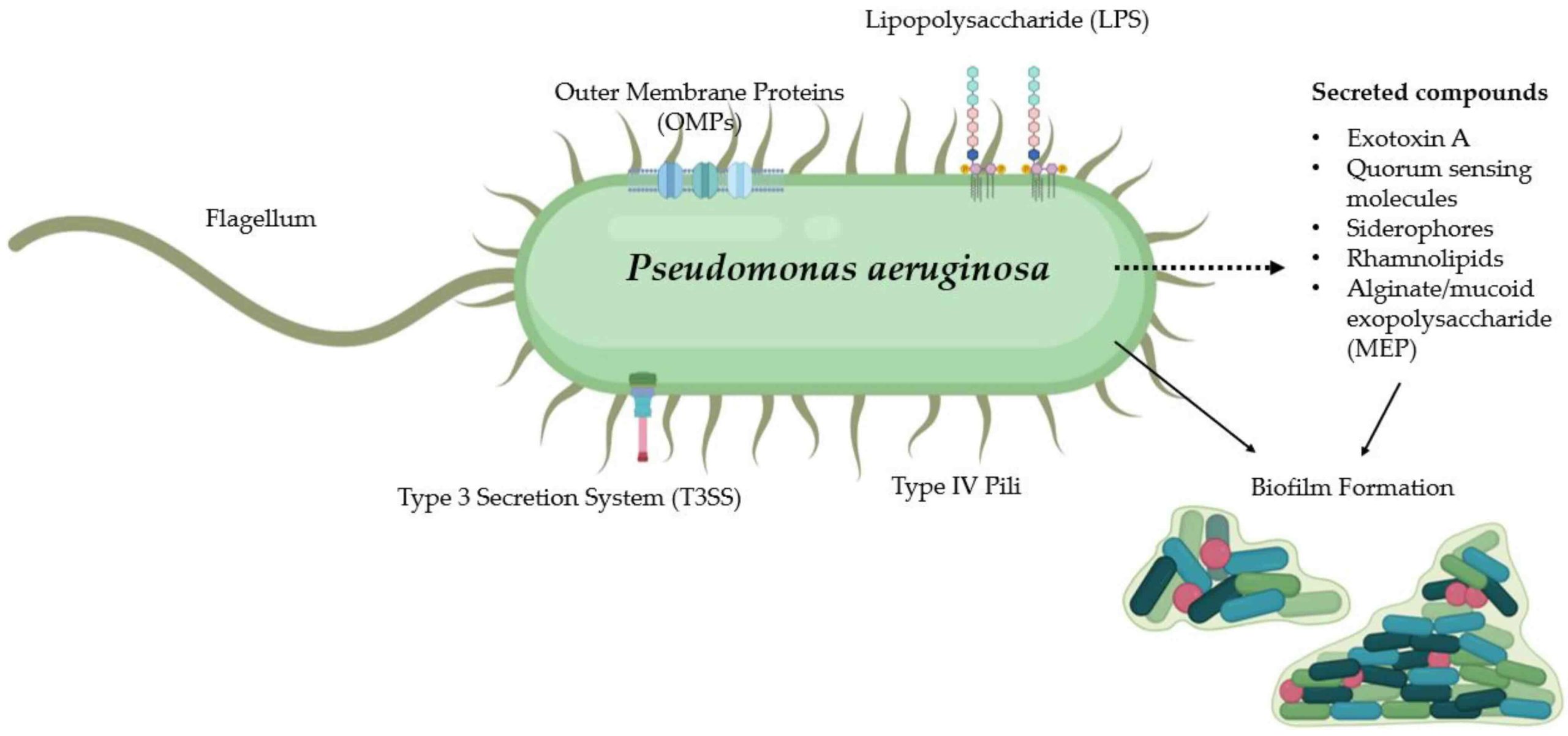 سودوموناس آئروژینوزا