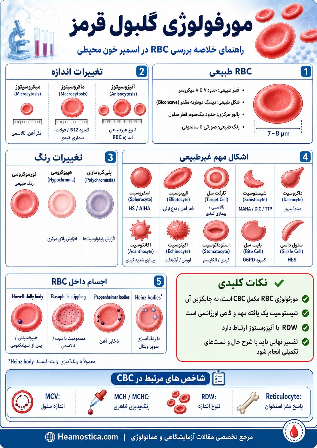 مورفولوژی گلبول قرمز