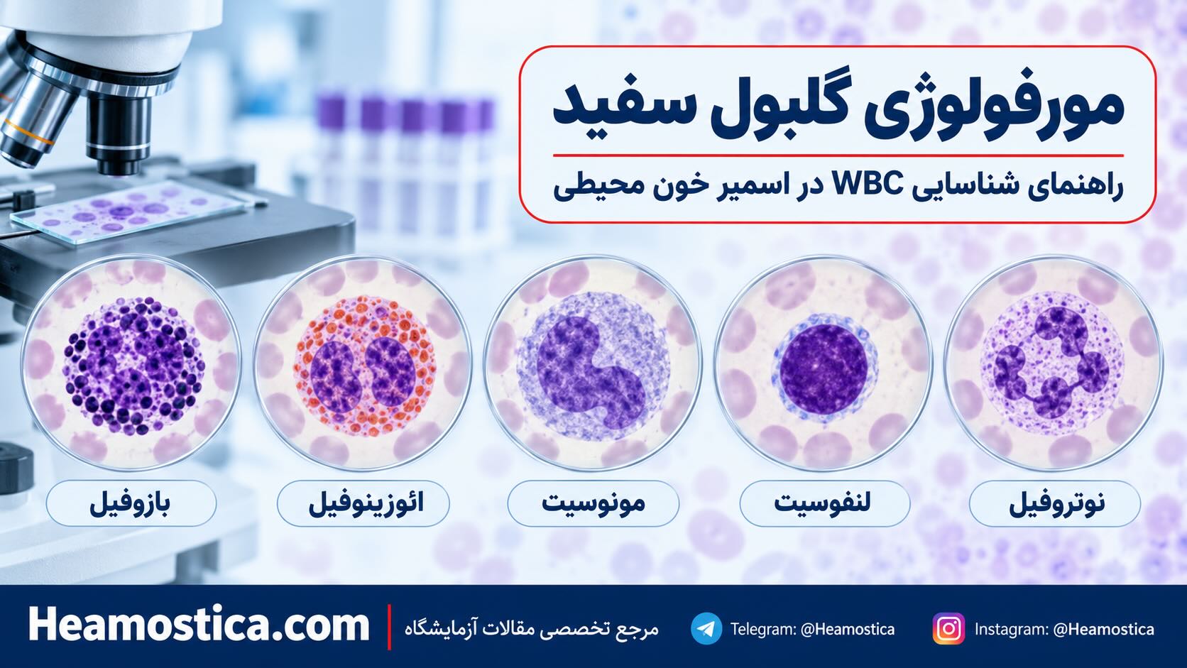 مورفولوزى كَلبول سفيد